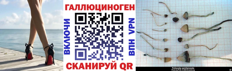 Псилоцибиновые грибы Psilocybe  где купить наркоту  Ужур 
